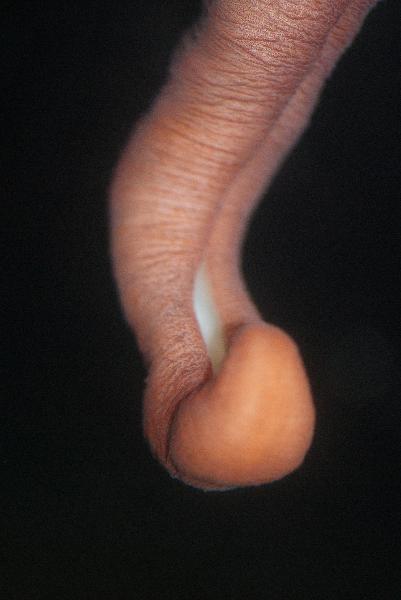 Photo of Enteroctopus dofleini by James Cosgrove